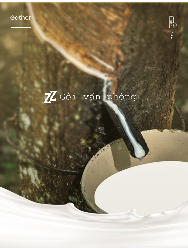 Mủ cao su Mủ cao su